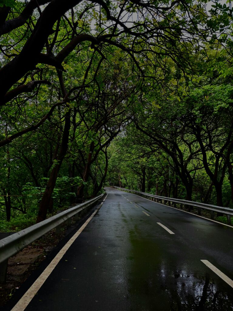 A serene rainy road in a lush green forest. Ideal for travel and nature themes.