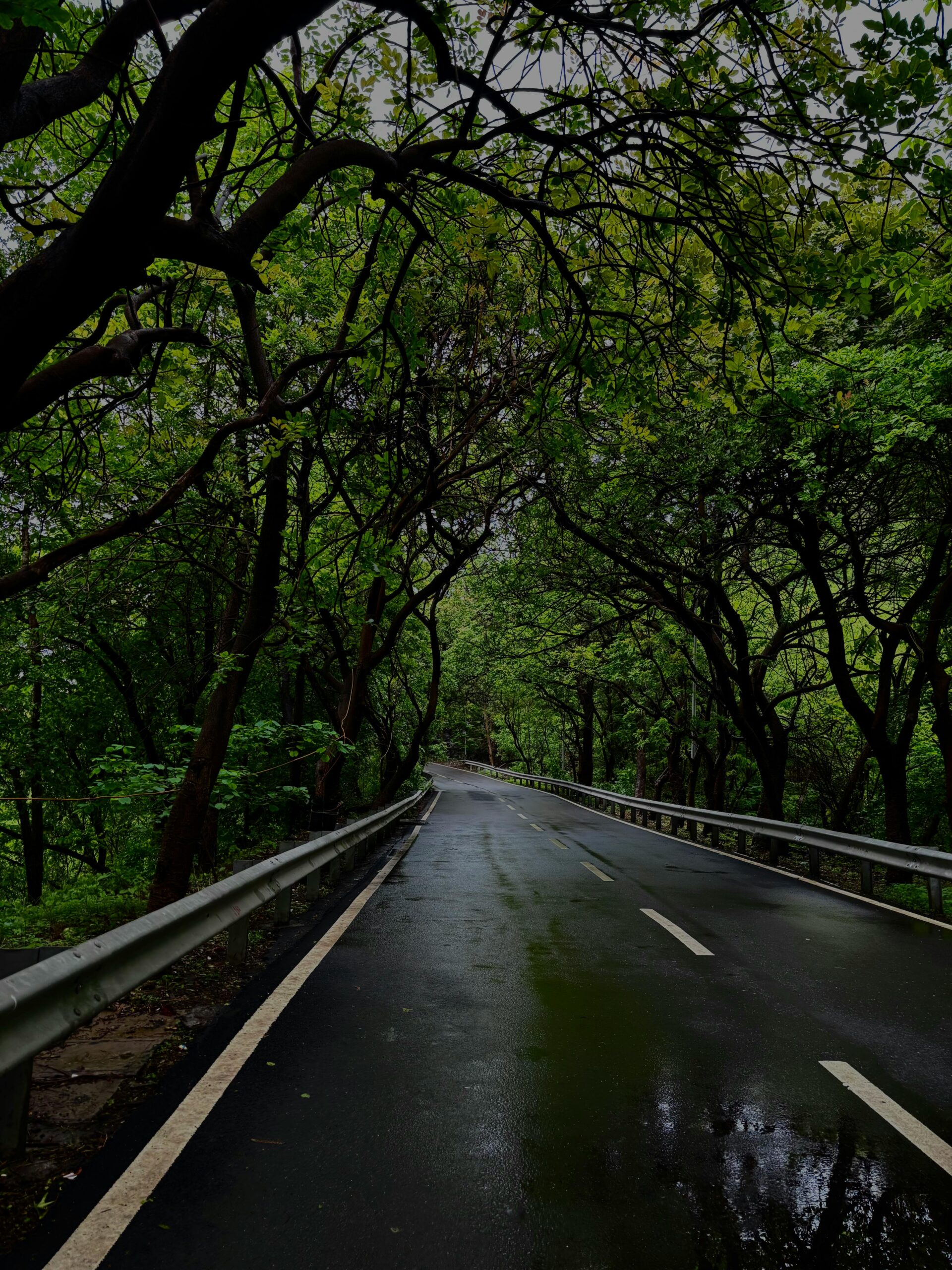 A serene rainy road in a lush green forest. Ideal for travel and nature themes.