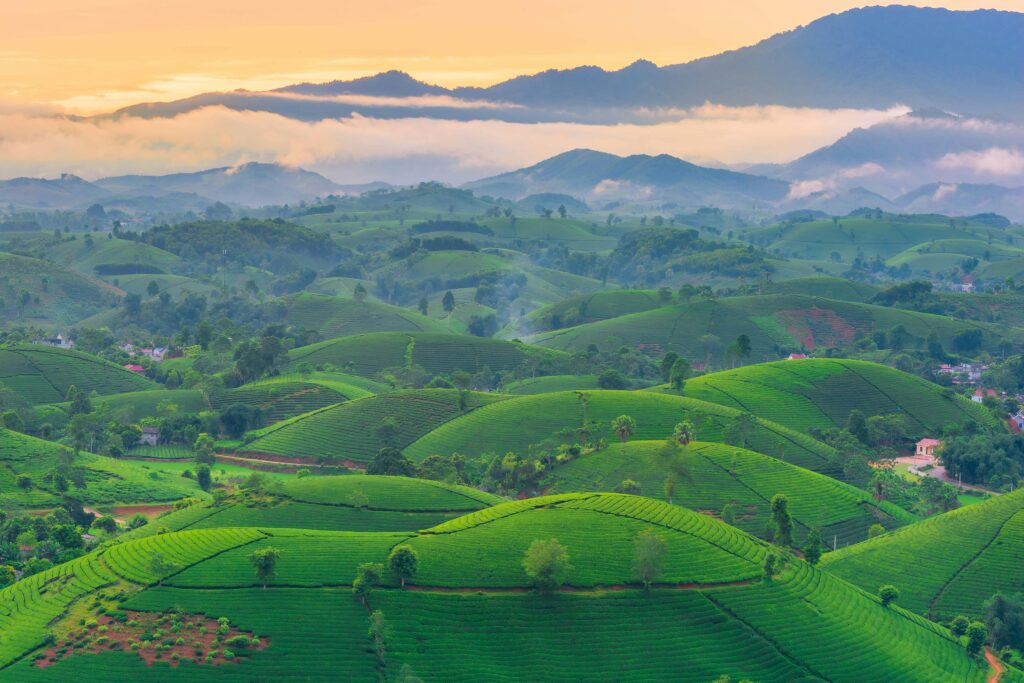 Elevated view of vibrant green tea plantations on rolling hills under a warm sunset